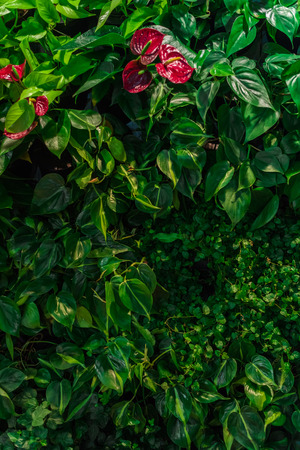 Tropical green creative fashionable natural background of leaves and anthurium flowers. Flat layの写真素材