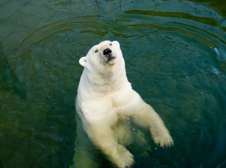 Polar bear in pool of a zooの写真素材