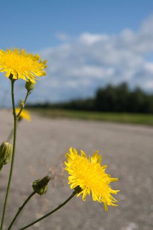 The yellow flower growing at road, the sky and clouds on a backgroundの写真素材
