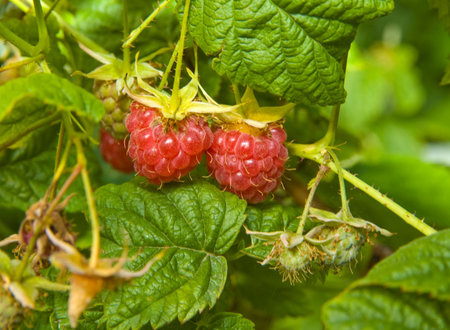 Two raspberry on a branch