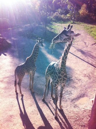 Giraffes at the Cincinnati Zoo.  