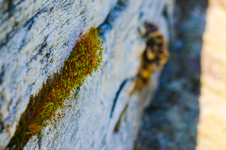 These colorful sprouts managed to find a place to emerge as Spring sets in.の写真素材
