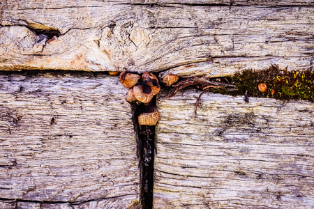 Mushrooms find a way, I suppose. Nature is a curious thing.の写真素材