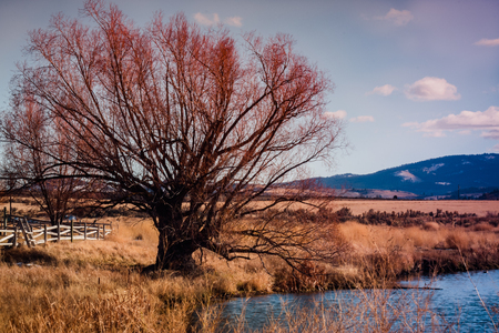 A lonely old crooked tree sits next to a small duck pond, bare in Autumn.の写真素材