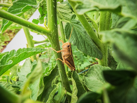 Close-up of a grasshopper climbing on a tomato plant.の写真素材