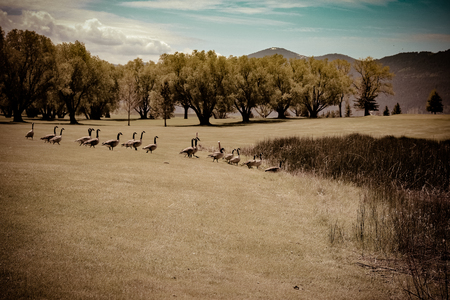 A flock of geese make their way to a pond on a golf course.の写真素材