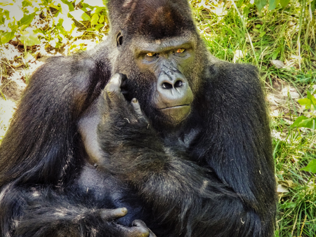 A gorilla look so sad sitting aloneの写真素材