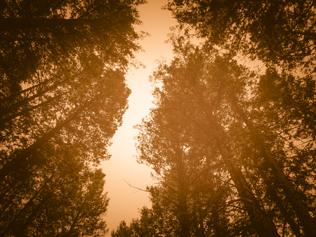 Look up in the middle of the forest at the sunset.の写真素材