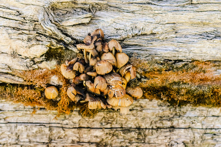 A bunch of mushrooms growing from a crack in an old piece of wood.の写真素材