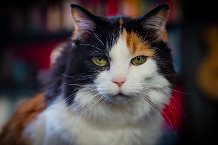 A portrait of an elderly cat.の写真素材