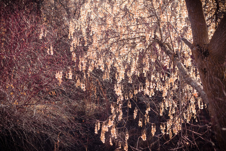 A tree with golden leaves, glowing in a sunbeam on a hazy Fall afternoon.の写真素材