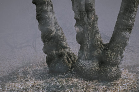 An old tree resembles an upside-down person.