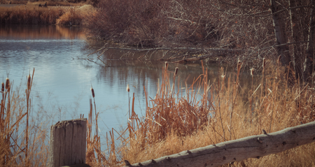 A fence layered with tall grass overlooking a calm duck pond on an autumn afternoon.の写真素材