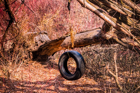 A tire swing set up in the woods.の写真素材