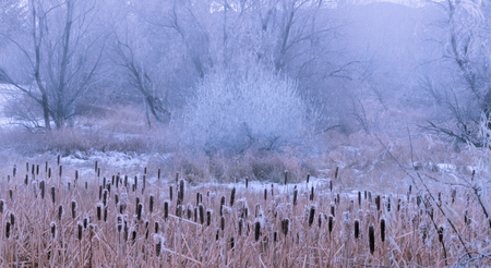 A foggy and frozen forest looks like a winter wonderland.の写真素材