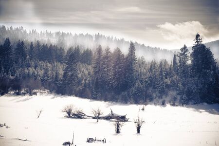 It was a crisp -15Â°F and foggy look at this forest as it meets with a field of snow and fallen trees.の写真素材