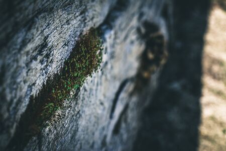 These colorful sprouts managed to find a place to emerge as Spring sets in.の写真素材