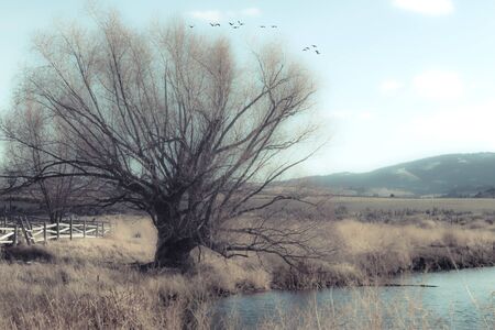 An old crooked tree sits next to a duck pond in the Fall, with a flock of birds flying overhead. A rural scenic view of nature's undisturbed places.の写真素材
