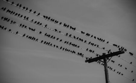 Black and white of a large flock of birds sitting on electrical wires with an electric pole holding them up.の写真素材