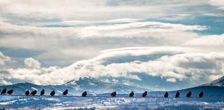 Birds gather on a wire, overlooking a backgound of snow-covered mountains and a cloudy blue sky in this panorama.の写真素材