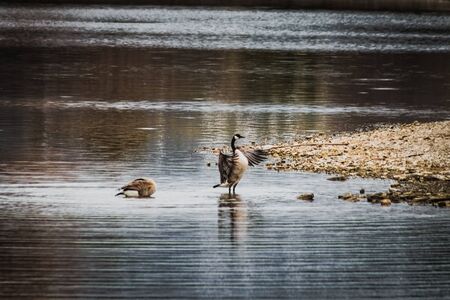 A male goose flaps his wings and dances around during a mating ritual. His mate sleeps, uninterested in the shallow waters along the reservoir bank.の写真素材