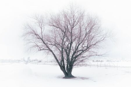 An old barren tree sits in a foggy snow-covered field. An old sprinkler system awaits Spring on the farm. In the distance, a bridge crosses a river to a rural town.の写真素材