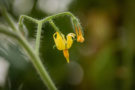 Macro closeup of the yellow buds and flowers emerging from a tomato plant. Details, including the hairs on the stems blur into a creamy green background of bokeh.の写真素材