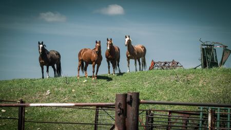 Four horses stand on a grassy hill against a blue sky on their farm on a sunny Spring day.の写真素材