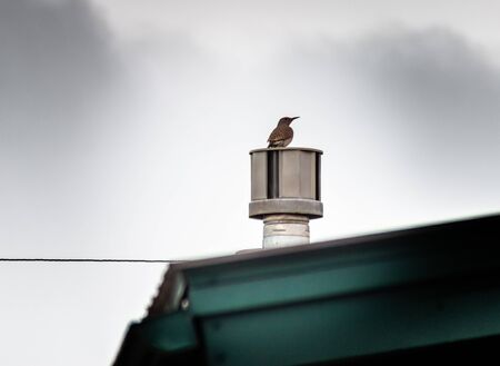 A woodpecker sitting on a home roof vent, against a cloudy sky.の写真素材