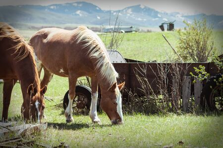 Two horses are grazing next to a rusty vintage cart, as the sun casts light on their manes on this beautiful Spring day.の写真素材