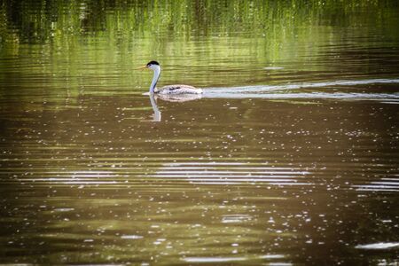 A Clark's Grebe floats peacefully across the water of a murky lake, with bright reflections of green lakeside grass. This water fowl spends large amounts of time underwater searching for food, which it pierces with it's sharp pointed beak.の写真素材