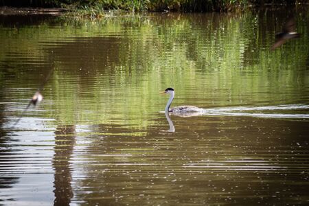 A Clark's Grebe surfaces for a moment above the water of a lake, surrounded by flying Barn Swallows, before diving back underwater in search of food. This water fowl stayed underwater for an amazingly long time.の写真素材
