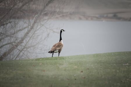 A goose standing on a bank above the lake looks lonely and lost in thought.の写真素材