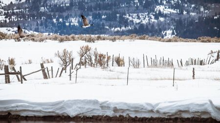 Two geese are nesting next to a duck pond in an old wooden box during winter. The female decides to fly away and her mate follows along as they both fly across the snow-covered countryside.の写真素材