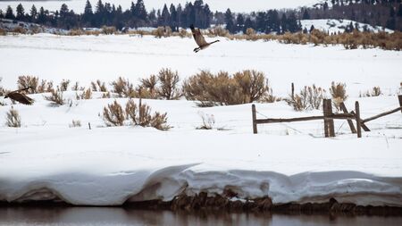 Two geese are nesting next to a duck pond in an old wooden box during winter. The female decides to fly away and her mate follows along as they both fly across a rural countryside.の写真素材