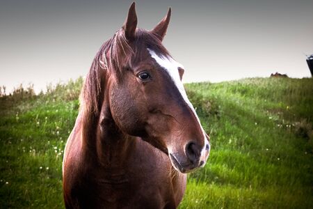 A portrait of a brown horse standing in a green meadow with dandelions.の写真素材