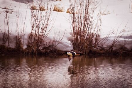 A Golden-eye duck flies over a pond, as it's image reflects in the water. Snow-covered banks and grasses surround the pond in winter-time.の写真素材