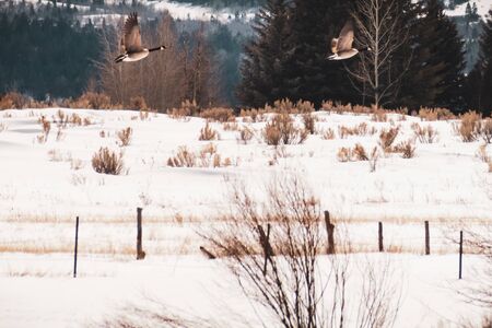 A male goose follows his mate, as they both fly over a rural snow-covered field in Winter.の写真素材