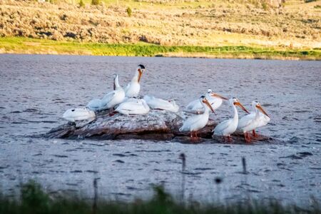 A flock of pelicans rest on a rock island offshore in the windy waters of the Alexander Reservoir during sunset.の写真素材