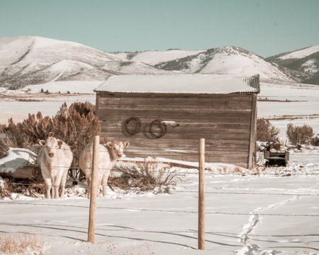 Two yellow cows stand waiting for food next to an old shed in a field during -30F Winter temperatures. A bright sunny day barely warms the frozen landscape surrounding them.の写真素材