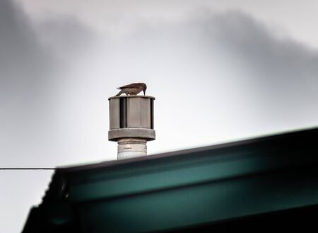 A woodpecker taps on a metal roof vent in a search for food that he hears inside the home, creating an annoyance.の写真素材