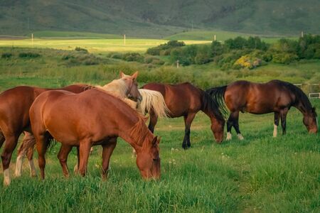 A group of horses grazing in a green grassy meadow, with a background of farm fields and mountains.の写真素材