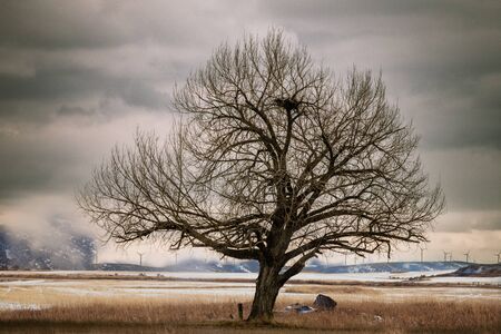 An old crooked tree sits in a snow-covered field with a huge bald eagle's nest constructed among bare branches.の写真素材