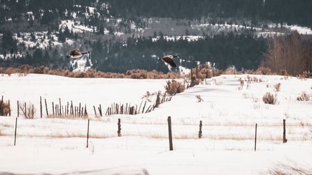 Two geese are nesting next to a duck pond in an old wooden box during winter. The female decides to fly away and I follow along as they both fly to a nearby mountainside.の写真素材