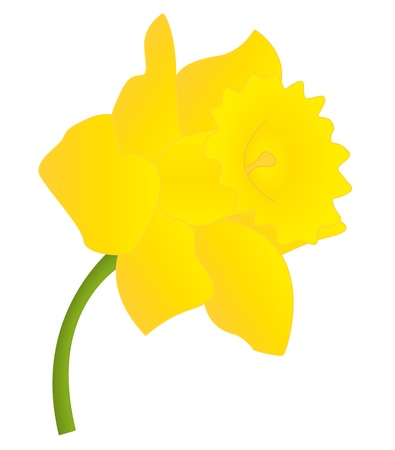 Daffodill illustrationのイラスト素材
