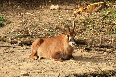Photo of Roan antelope (Hippotragus equinus) resting on sandの写真素材
