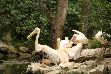 Photo of herd of pelicans on small rocky island surrounded by water canal, Great White Pelican - Pelecanus onocrotalus, also known as  eastern white pelican, rosy pelican or white pelicanの写真素材