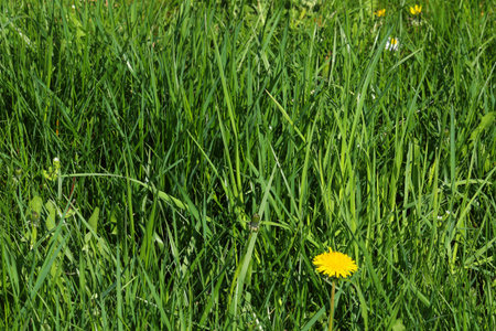 Photo of unkept grass with one dandelion in bloom (Taraxacum) and a few weed in background
