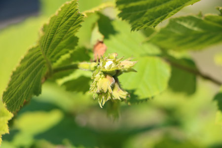Hazel Corylus avellana Geant de Halle bloom detail of hazelnuts; bush producing big hazelnut or...