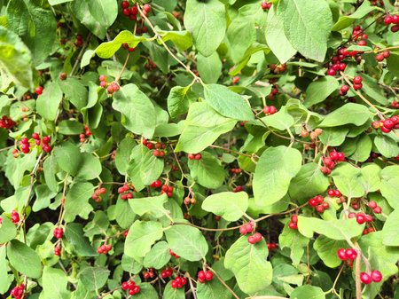 Close-up of boxwood bush - every green garden plant, great for hedges, sometimes confused for red...
